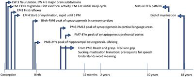 Positive or negative environmental modulations on human brain development: the morpho-functional outcomes of music training or stress